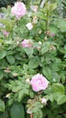 Laurel Bush