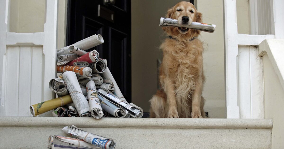 Travel nursing - Pet with newspaper collection back home