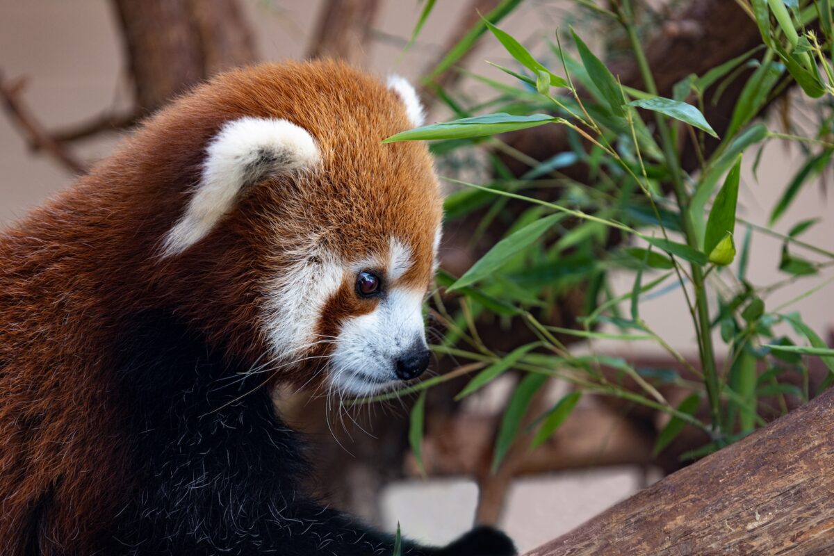 Red Panda at OKC Zoo