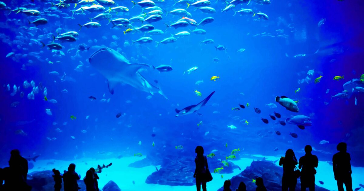 Georgia Aquarium in Atlanta